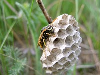 Wasp Nest Removal Bromley 371492 Image 9